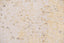 Nivan 1040C - Dorado Gris