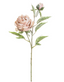 Peonia rosita nevada 70 cms