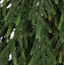 Pino verde sauce lloron 153 cms